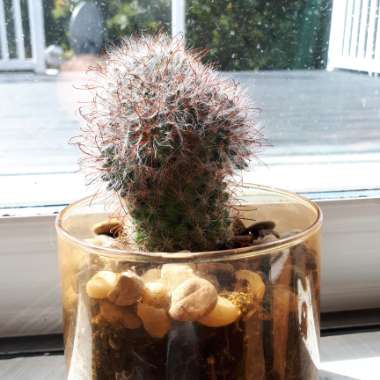 Spiny pincushion cactus