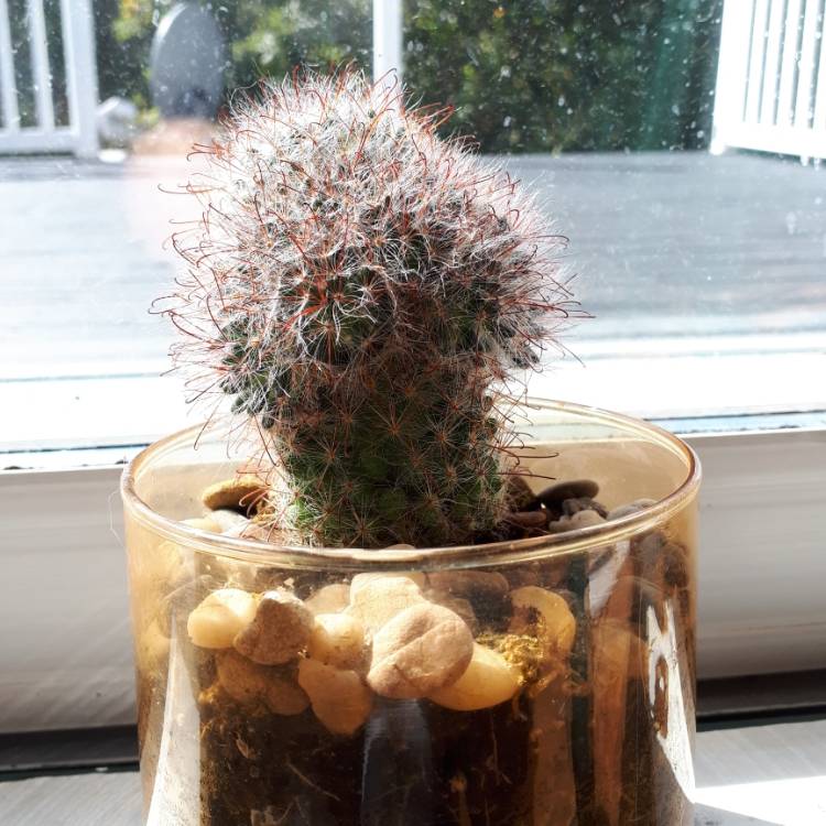 Plant image Mammillaria spinosissima