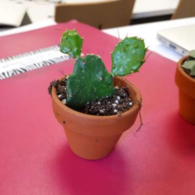 Prickly Pear