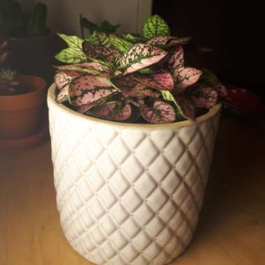 Polka Dot Plant 'Pink Splash'