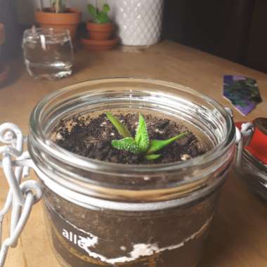 Concolor Zebra Plant