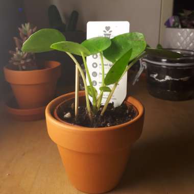 Chinese Money Plant