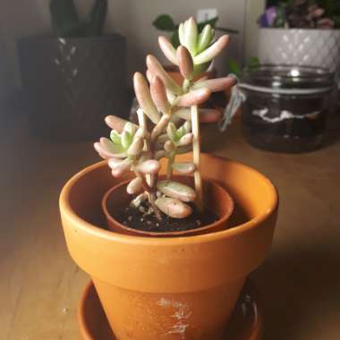 Sedum 'Red Jelly Beans'