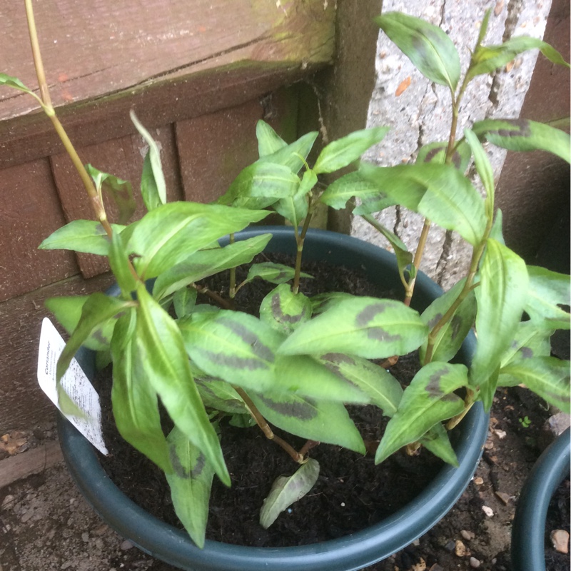 Plant image Persicaria odorata