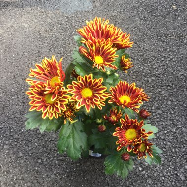 Chrysanthemum