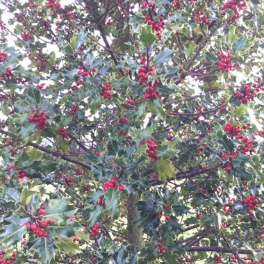 Ilex