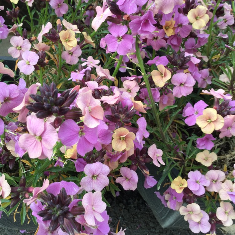 plant image 1277699