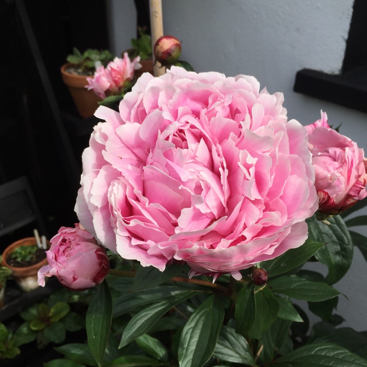 Plant image Paeonia lactiflora 'Sarah Bernhardt'