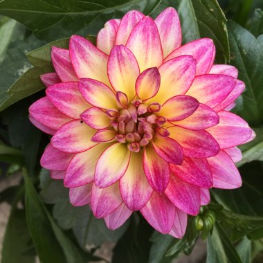 Dahlia (Border Varieties)