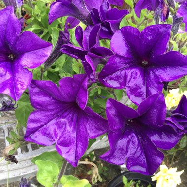 Petunia