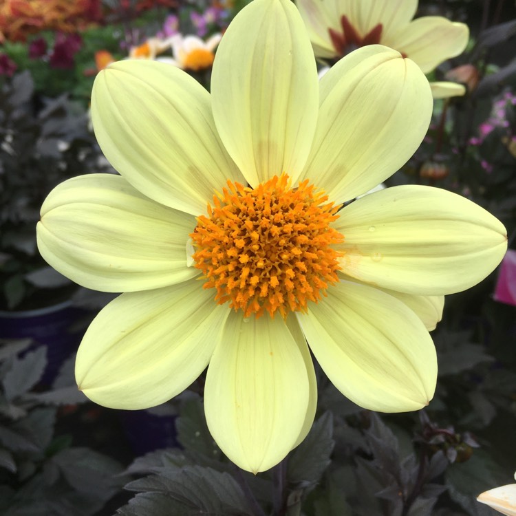 Plant image Dahlia 'Hdle105' (Happy Days Series) syn. Dahlia 'Happy Days Lemon'