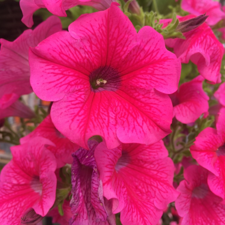 Plant image Petunia 'Sunsurfcoparu' (Surfinia Series) syn. Petunia 'Patio Hot Pink'