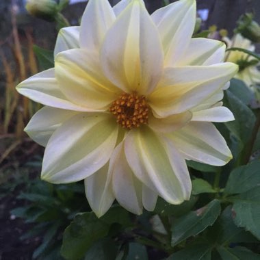 Dahlia (Border Varieties)
