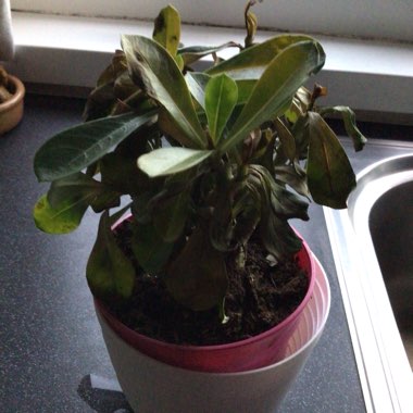 Adenium obesum