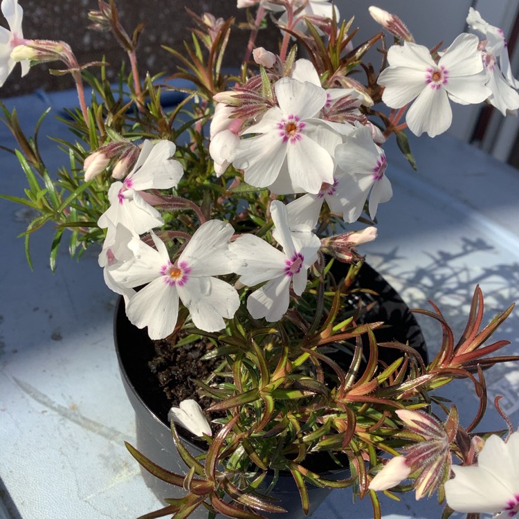 Plant image Phlox subulata 'Amazing Grace'