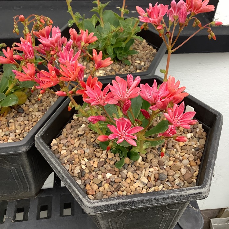 plant image 1486516