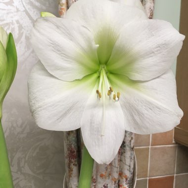 Hippeastrum 'Snow White'