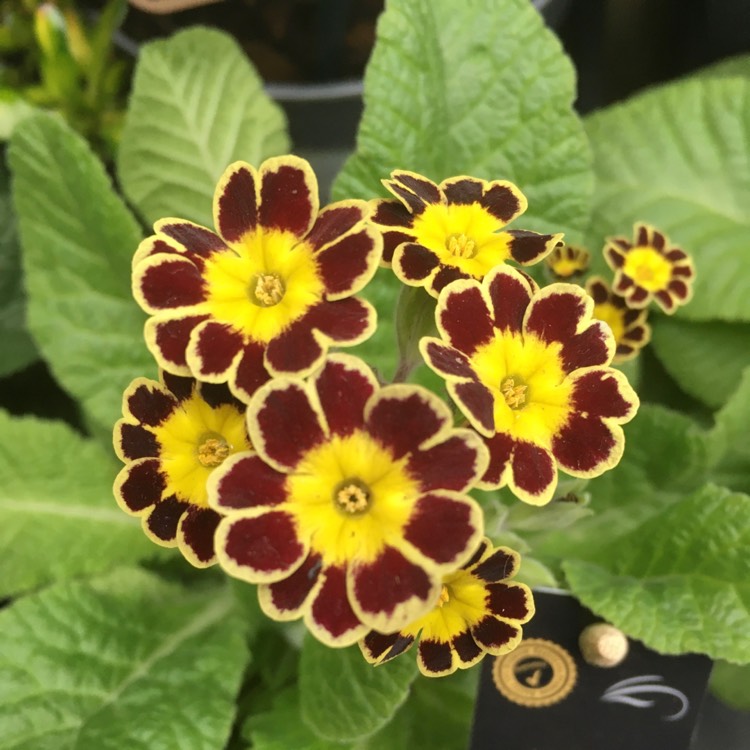 Plant image Primula veris 'Little Queen'