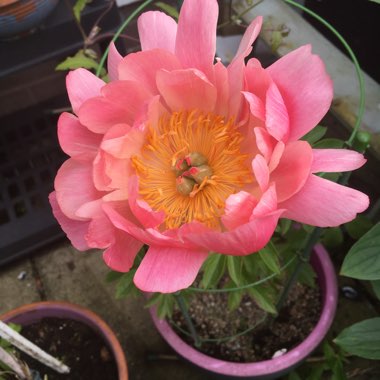 Paeonia