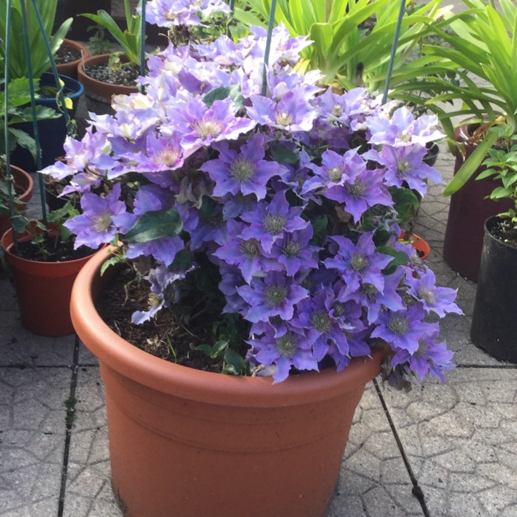 plant image 1602280