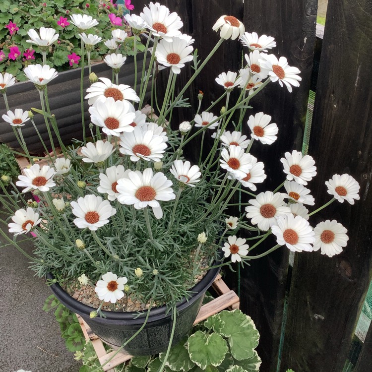 Plant image Rhodanthemum 'Casablanca' (Atlas Daisy Series)