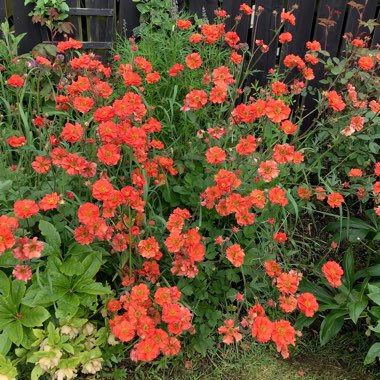 Noel's garden