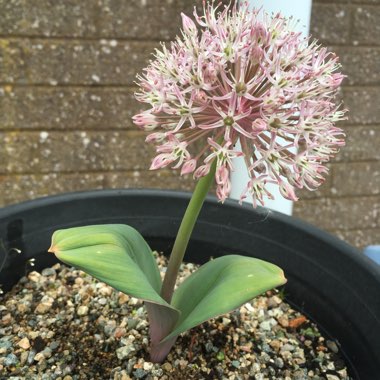 Allium ‘Red Giant'