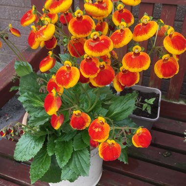 Lady's Slipper 'Yellow with Red'