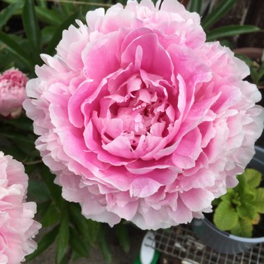 Paeonia lactiflora 'Sarah Bernhardt'