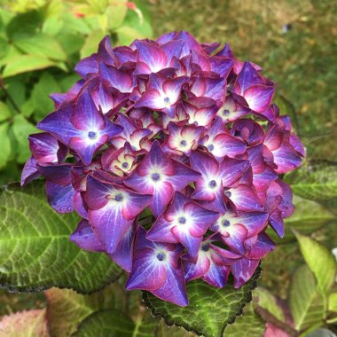Noel's garden