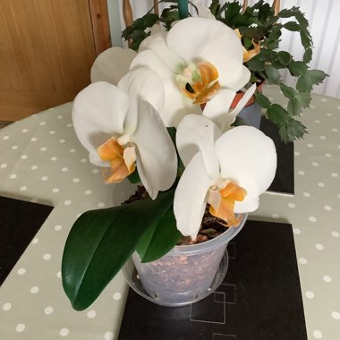 Dendrobium Orchid