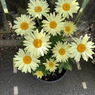 Shasta Daisy