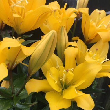 Lily (Asiatic)