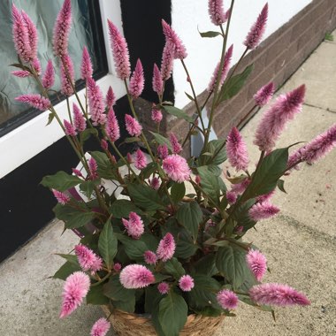 Celosia Intenz
