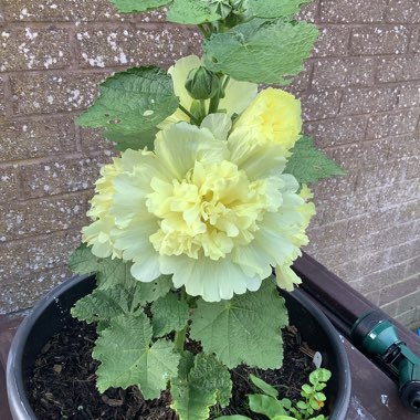 Hollyhock