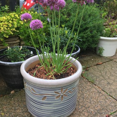 Allium