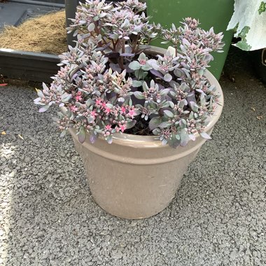 Sedum