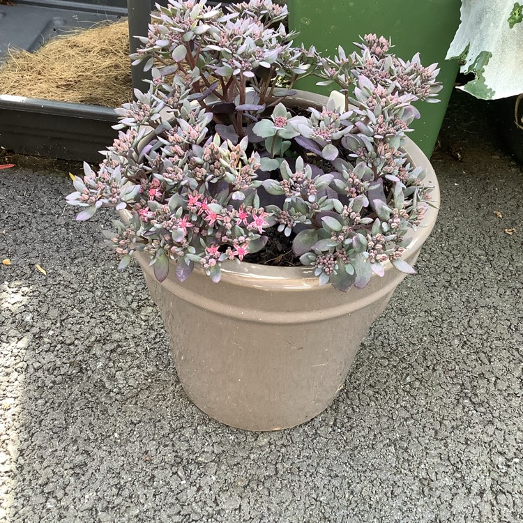 plant image 1687406