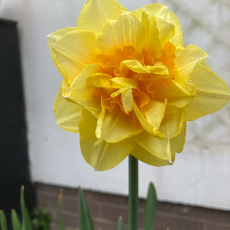 plant image 1733399