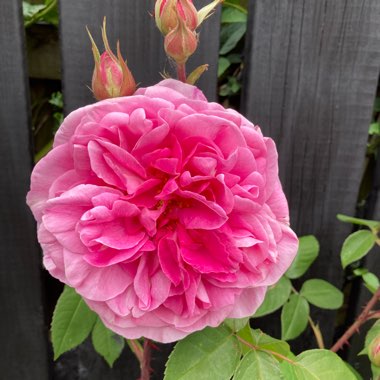 Rose 'Gertrude Jekyll' (Shrub)