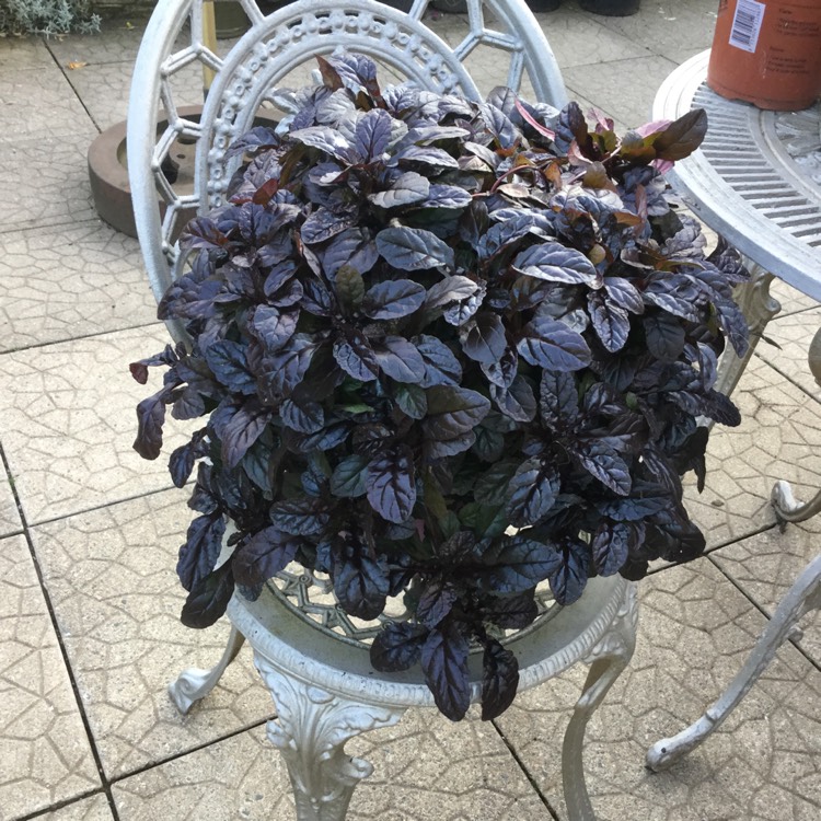 plant image 520323