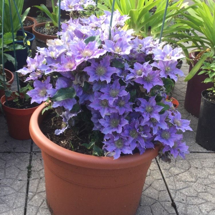 plant image 535825