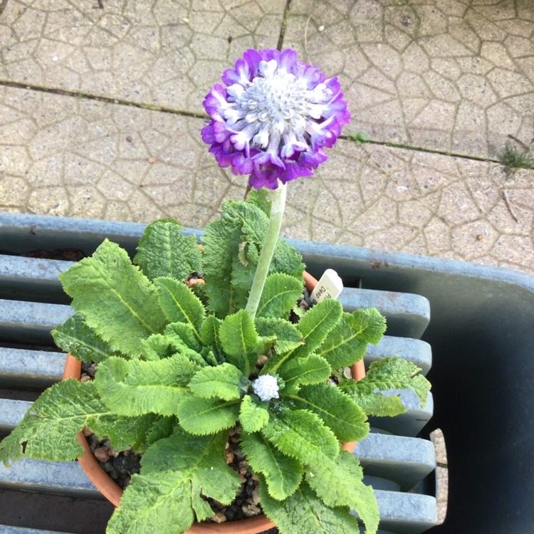 Plant image Primula capitata 'Noverna Deep Blue'