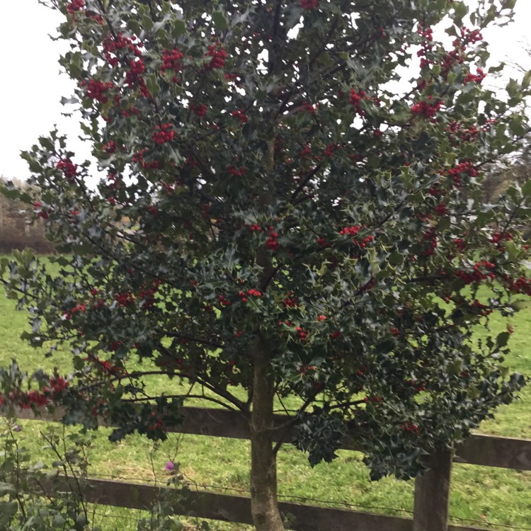 Plant image Ilex