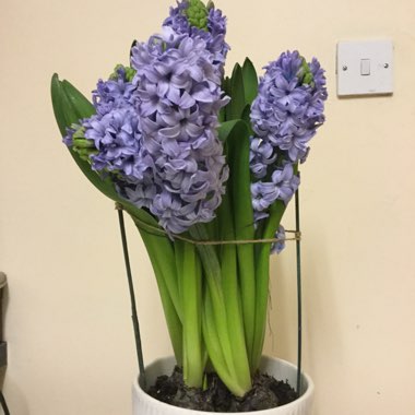 Hyacinthus orientalis 'Delft Blue'