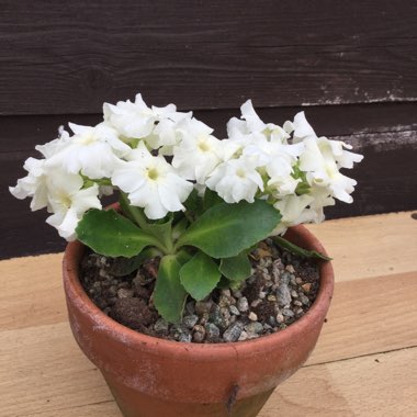 Primula