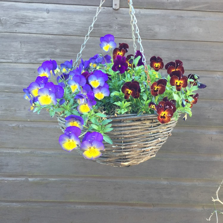 Plant image Viola Matrix Midnight Glow