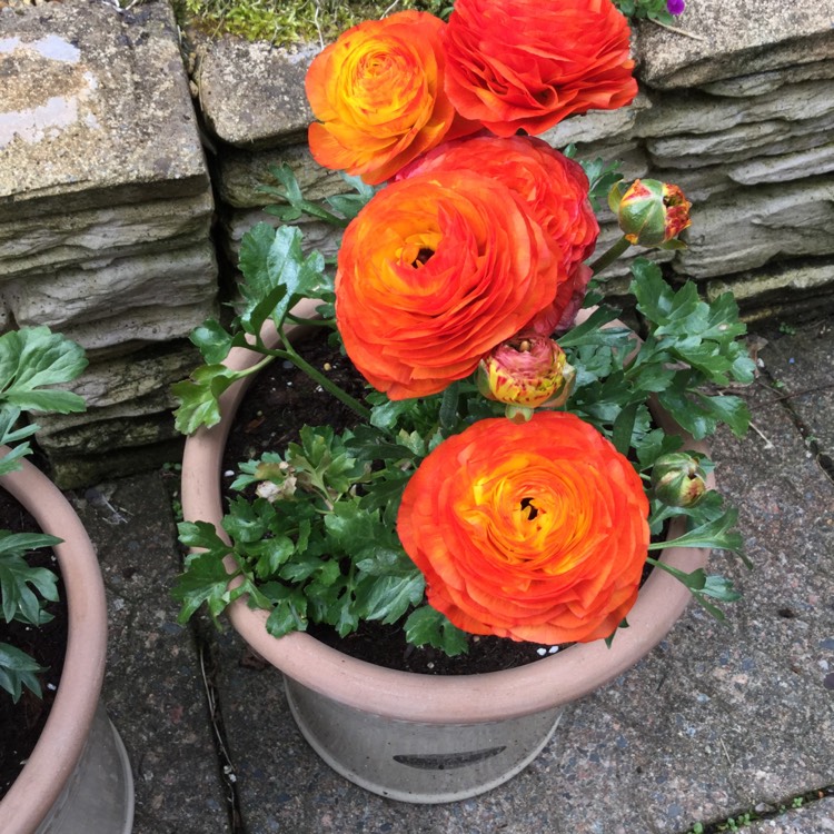 Plant image Ranunculus asiaticus 'Bloomingdale Tangerine' (Bloomingdale Series)