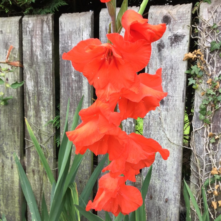 Plant image Gladiolus 'Canada Flag'