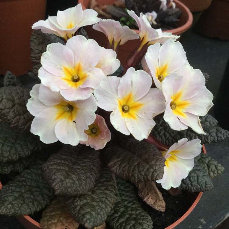 Plant image Primula Kennedy Irish series 'Dunbeg'
